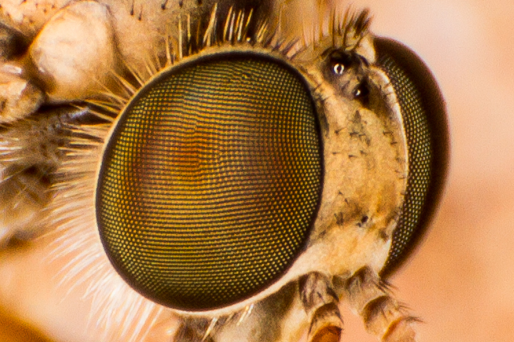 pixel crop of the robberfly eyes using the 15-85mm reversed. And this is only at 70mm!