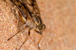This robberfly decided to pay a visit as well. Shot with the reversed 15-85 @70mm.